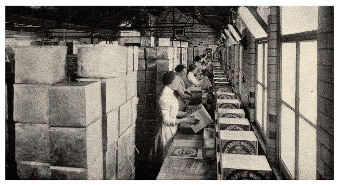Picture of women working in a biscuit factory in 1909.