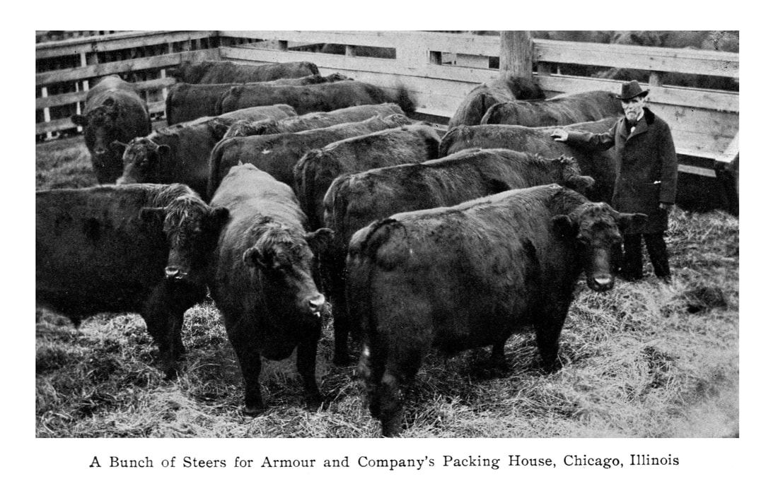 Picture of livestock ready to be slaughtered at Armour & Company's packing house in Chicago, Illinois.