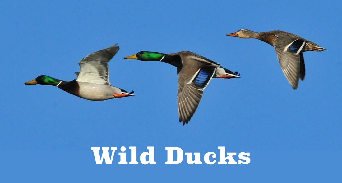 Picture of three IBM Wild Ducks in flight.