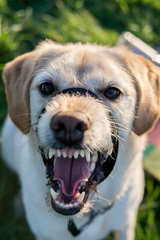 Picture of dog snarling to signify an ugly corporate culture.