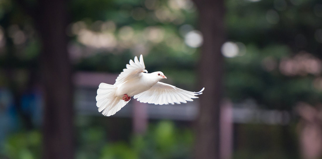 Picture of a white dove in flight
