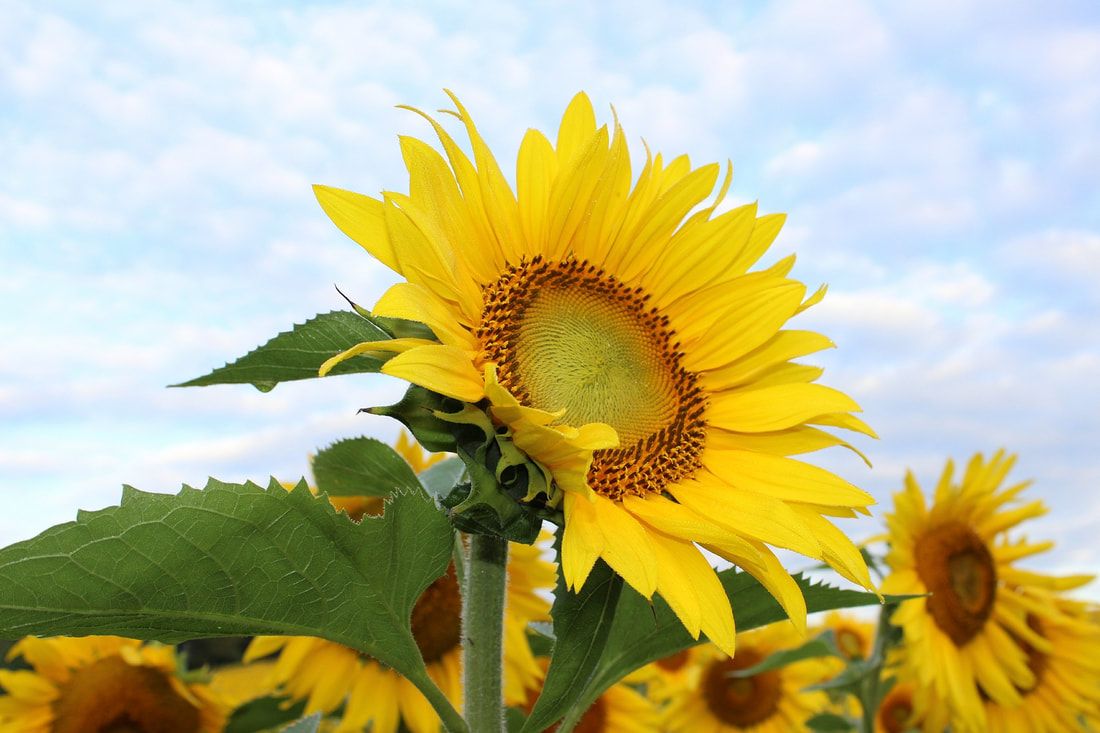 Image of sunflower.