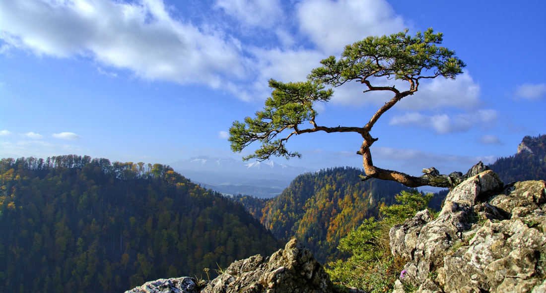 A high-quality image of a lone tree struggling to grow out of a rock.