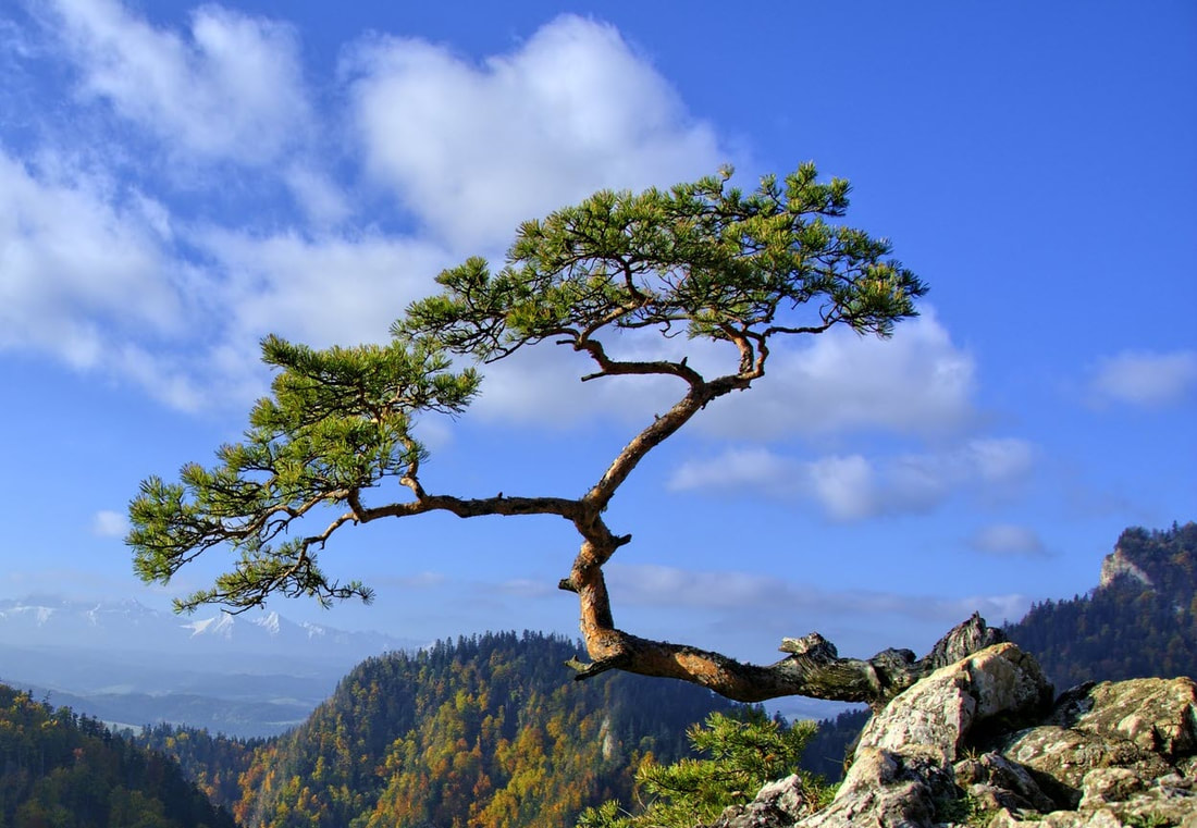 Picture of tree growing from a rock