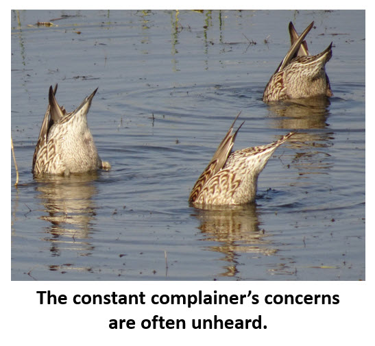 Picture of three ducks with their heads under water representing Buck Rodgers' 