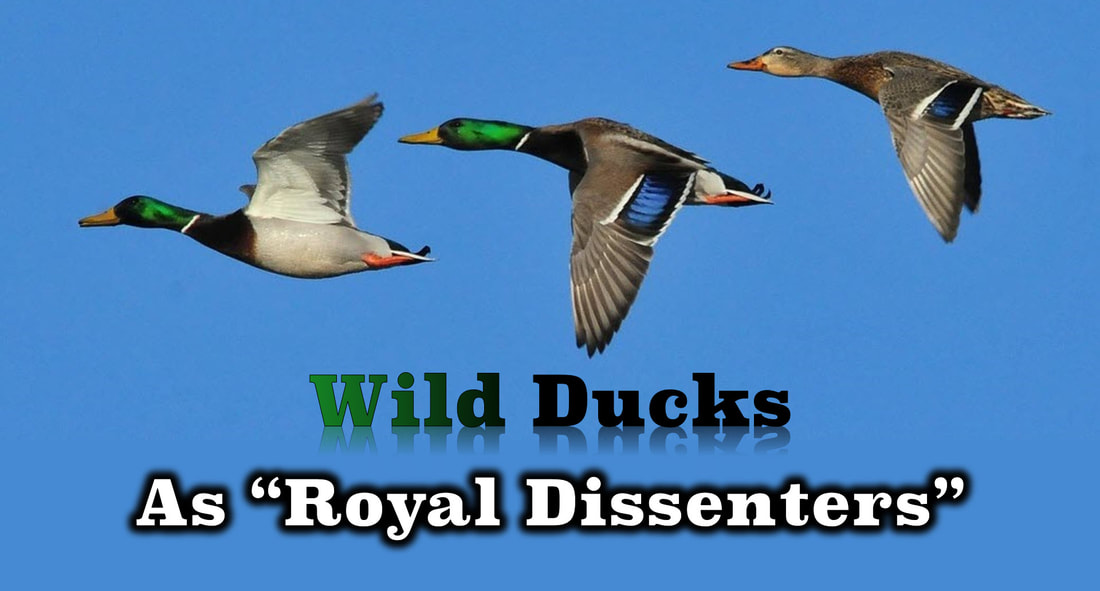 Wild Ducks in flight with the tagline: 